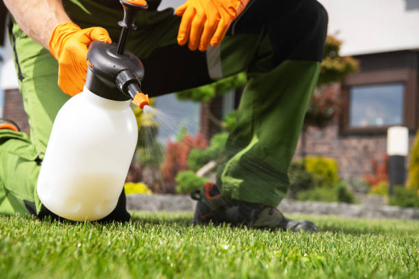 Flea Control Services in Angwin, CA