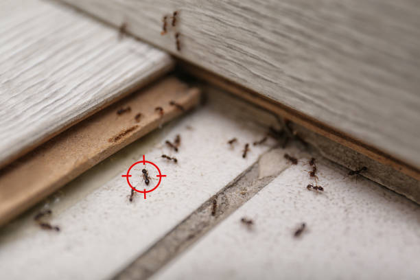 Best Pest Control Cost  in Angwin, CA