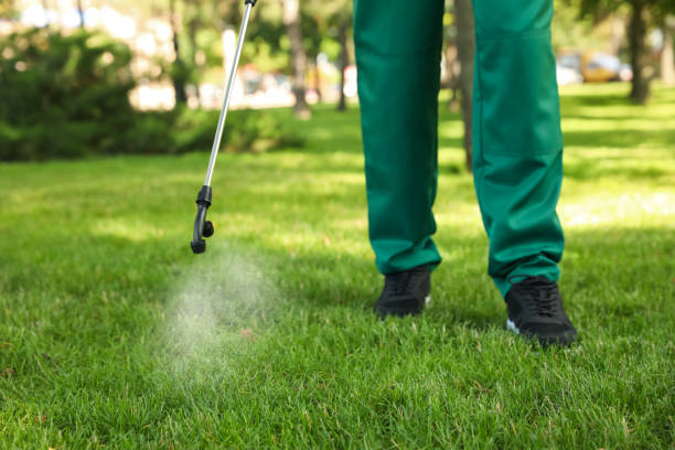 Best Termite Control Services  in Angwin, CA