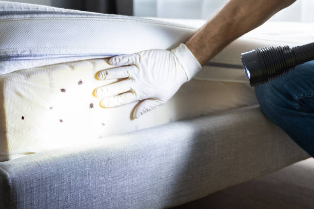 Best Cockroach Control Services  in Angwin, CA
