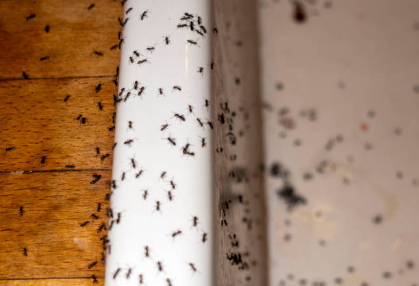 Best Best Pest Control Companies  in Angwin, CA