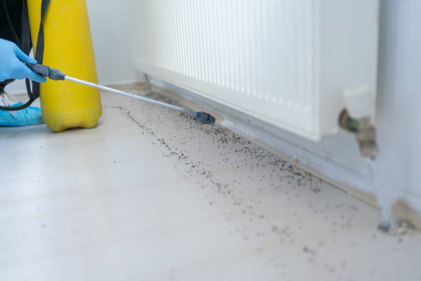 Best Emergency Pest Control  in Angwin, CA