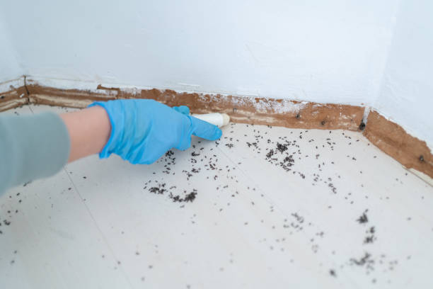 Best Wildlife Control Services  in Angwin, CA